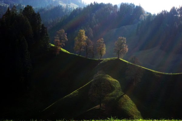 2006 11 05 Landschaft Baum Hügel Vierstocken Escholzmatt RP