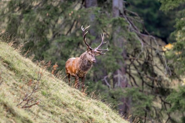 Herbst Wildtiere Tiere Hirsch Rothirsch Marco Schaffner 10 19